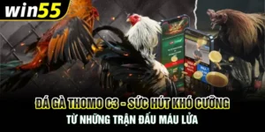 Đá Gà Thomo C3 - Sức Hút Khó Cưỡng Từ Những Trận Đấu Máu Lửa